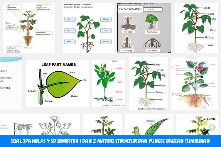 Menggali Keajaiban Tumbuhan: Latihan Soal Gambar untuk Siswa Kelas 4 SD