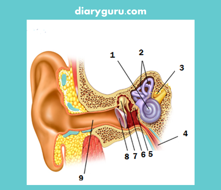 Menjelajahi Dunia Suara: Mengenal Bagian Telinga Melalui Gambar Menarik untuk Siswa Kelas 4